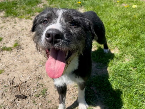 T-REX, an adoptable Terrier in Toronto, ON