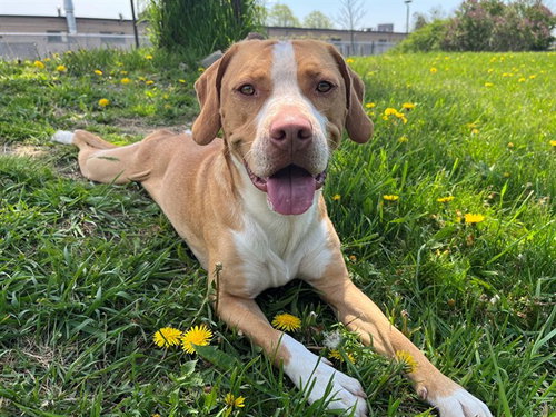 CLIFF, an adoptable Hound in Toronto, ON
