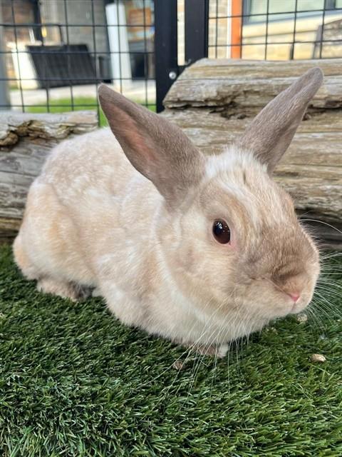 ANGEL, a rabbit for adoption from City of Toronto Animal Services East Region