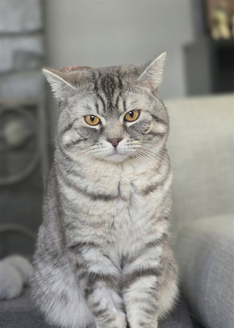 OSCAR, an adoptable Domestic Short Hair in Toronto, ON
