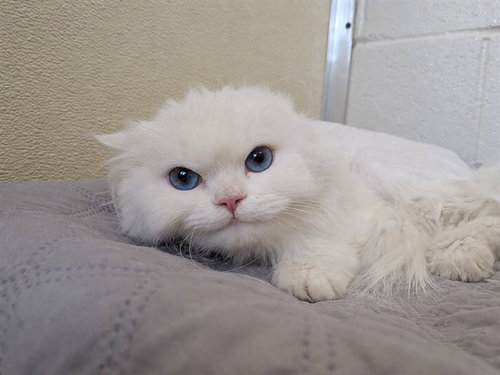WISP, an adoptable Domestic Long Hair in Toronto, ON