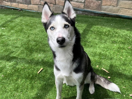 NANOOK
