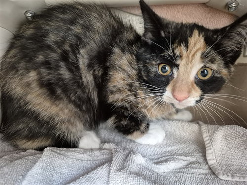 PEKOE