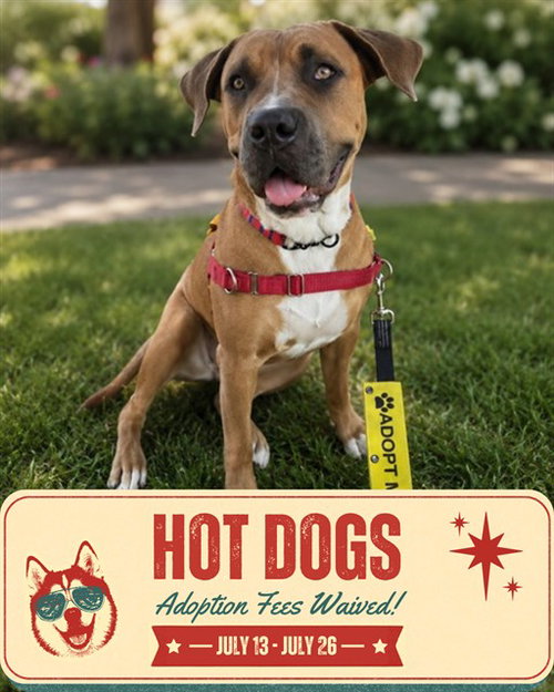 DIAMOND, an adoptable American Bulldog in Toronto, ON