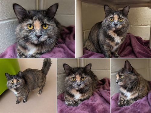 RAIN, Adult Domestic Long Hair (medium coat), cat for adoption in Niagara Falls, New York