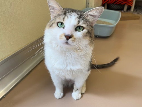 BUMBLE, Adult Domestic Medium Hair (medium coat), cat for adoption in Niagara Falls, New York