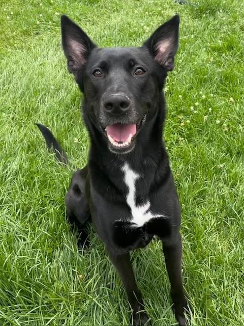 PEPPER, an adoptable German Shepherd Dog in Toronto, ON