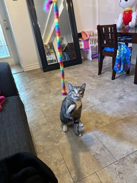 TEDDY, an adoptable Domestic Short Hair in Toronto, ON