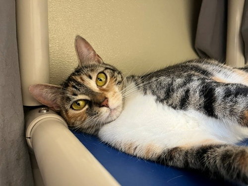 STAR, an adoptable Domestic Short Hair in Toronto, ON