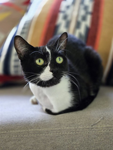 SNEAKERS, an adoptable Domestic Short Hair in Toronto, ON