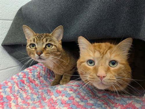CHEDDAR, an adoptable Domestic Medium Hair in Toronto, ON