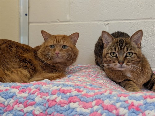 TOFFEE, an adoptable Domestic Short Hair in Toronto, ON