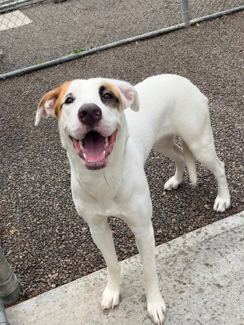 WILLOW, an adoptable Labrador Retriever in Toronto, ON