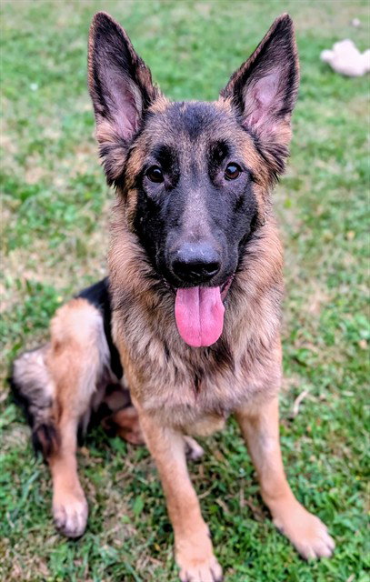 MIKA