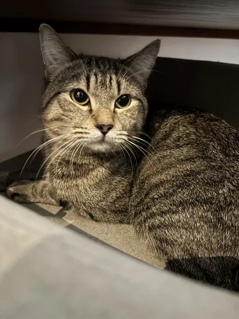 Charlie - Domestic Short Hair