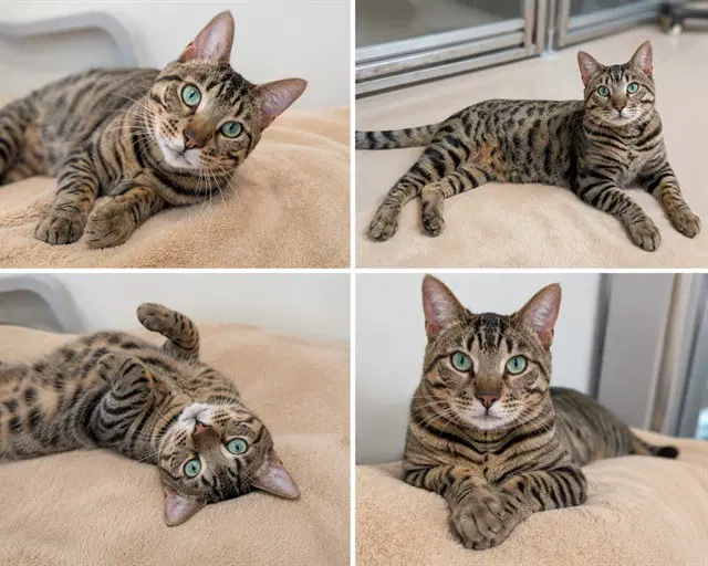 Omega - Bengal