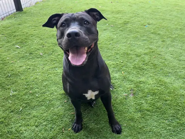 Star - American Bulldog