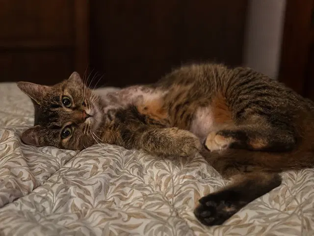 Molly - Domestic Short Hair