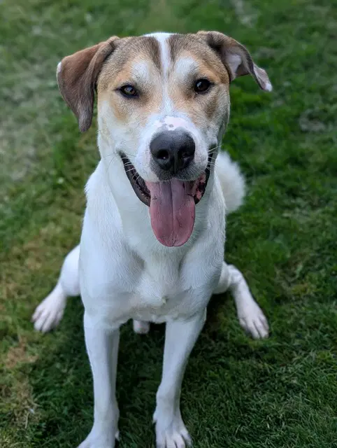 Simpson - American Bulldog