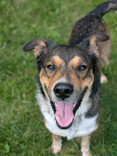 Bandit - Collie