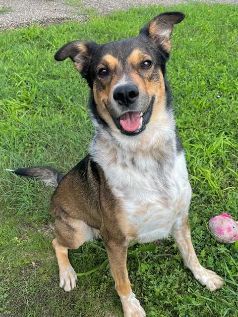 Bandit - Collie