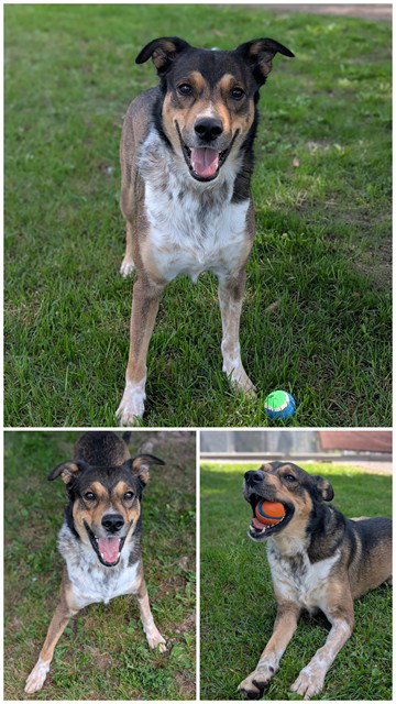 BANDIT, a dog for adoption from City of Toronto Animal Services East Region