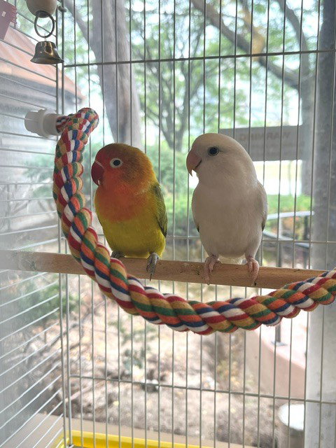 LOM — adoptable pets Canada