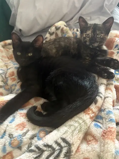 Paisley - Domestic Short Hair