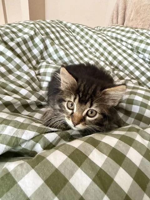 Penelope