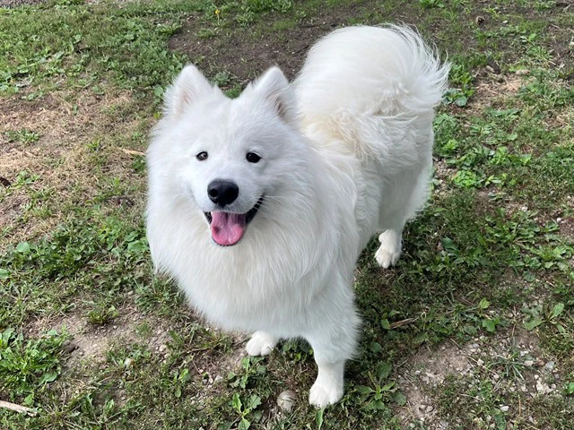 Caesar