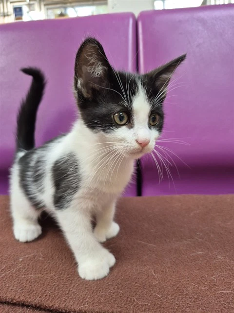 Mittens