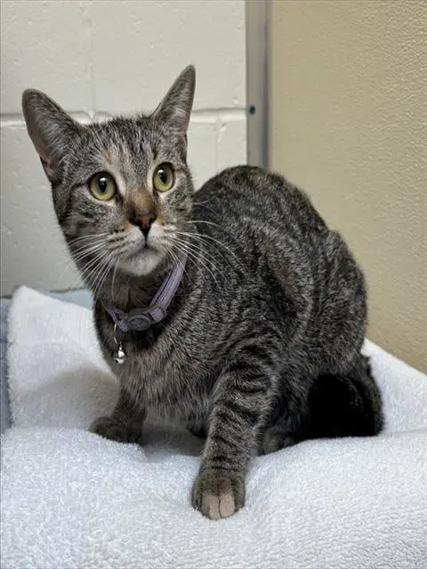 Miku - Domestic Short Hair