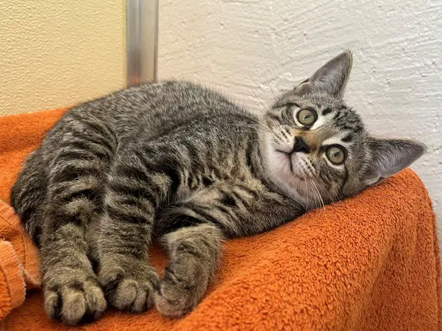Buttons - Domestic Short Hair
