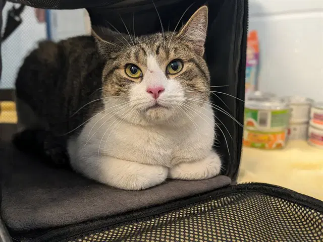 Cornelius - Domestic Short Hair