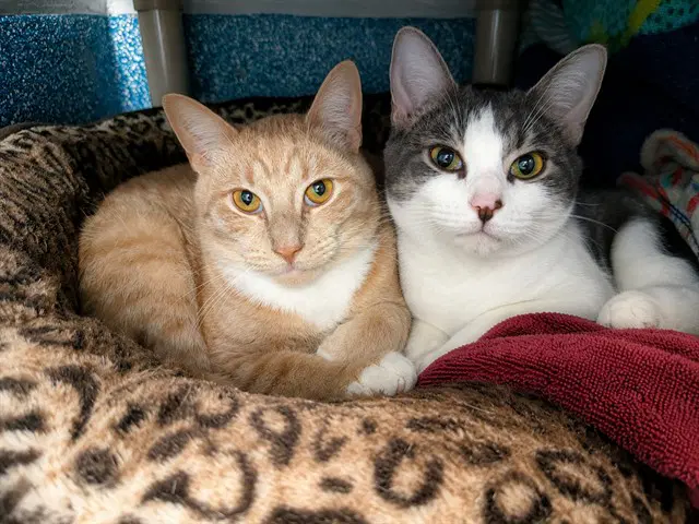 Robbie - Domestic Short Hair