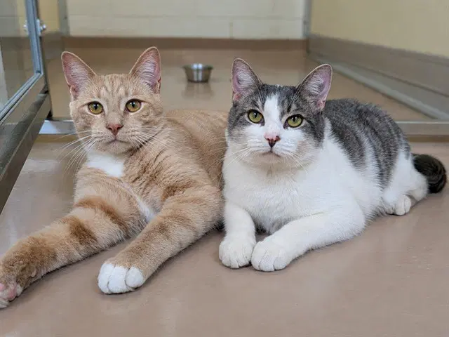 Bobbie - Domestic Short Hair