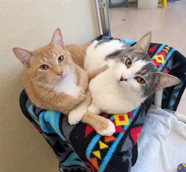 Bobbie - Domestic Short Hair