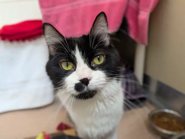 Tiffany - Domestic Short Hair
