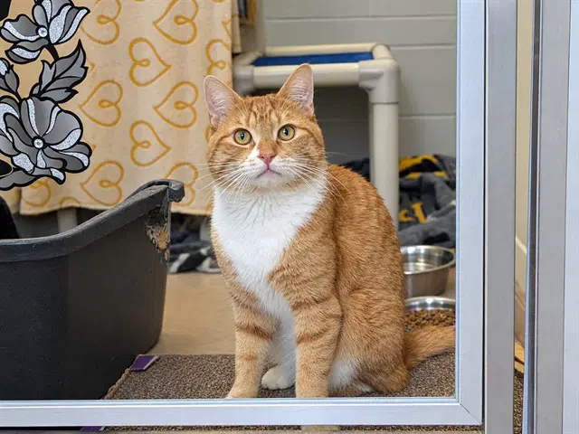 Unknown - Domestic Short Hair
