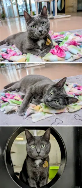 Tico - Domestic Short Hair