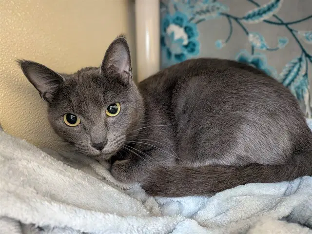 Moira - Domestic Short Hair