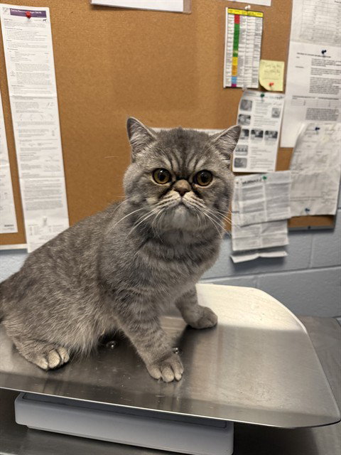 Momo, Exotic Shorthair