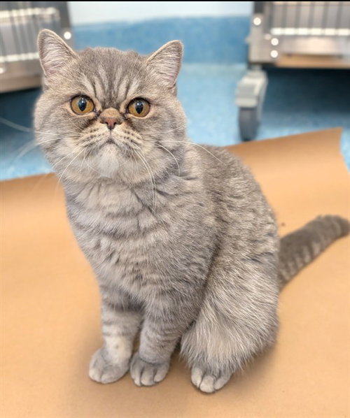 MOMO, a cat for adoption from City of Toronto Animal Services East Region