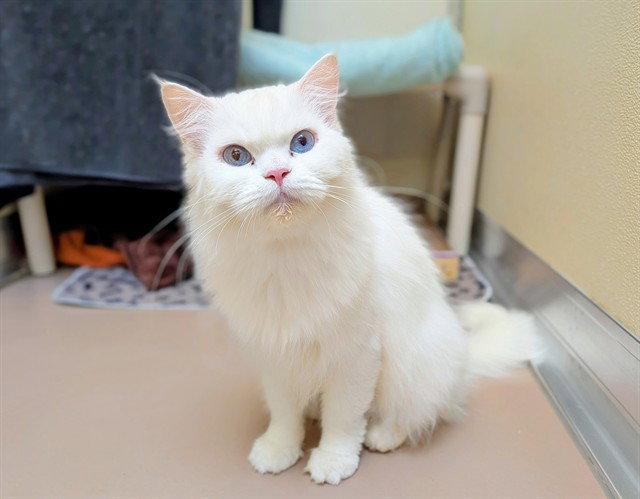 Vanilla, Domestic Medium Hair