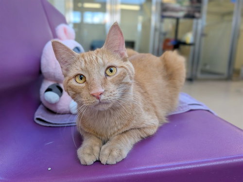 GINGER, a cat for adoption from City of Toronto Animal Services East Region