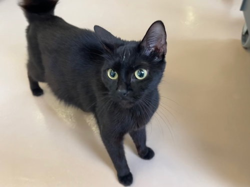 SQUIRREL, a cat for adoption from City of Toronto Animal Services East Region