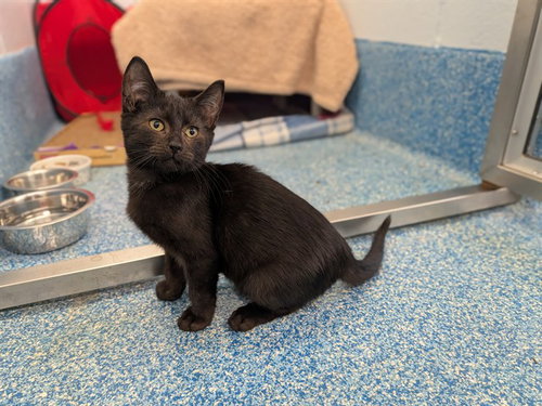 HEX, a cat for adoption from City of Toronto Animal Services East Region