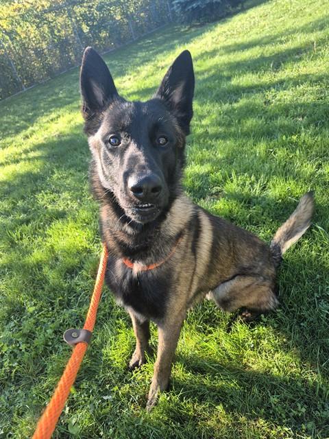 MALAKAI, a dog for adoption from City of Toronto Animal Services East Region
