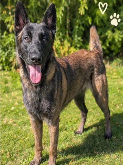 Malakai - Belgian Shepherd Malinois