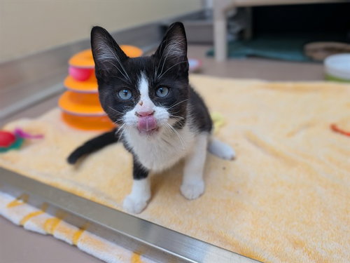 PEO, a cat for adoption from City of Toronto Animal Services East Region